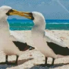 Boobies Bird Couple Diamond Painting
