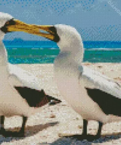 Boobies Bird Couple Diamond Painting