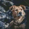 Border Terrier Dog Diamond Painting