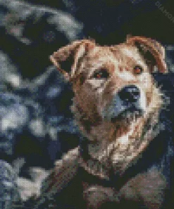 Border Terrier Dog Diamond Painting