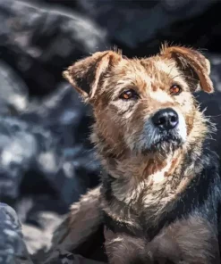 Border Terrier Dog Diamond Painting