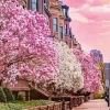 Boston Cherry Blossom Diamond Painting