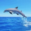 Bottlenose Dolphin Jumping Diamond Painting