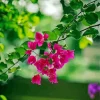 Bougainvillea Branch Diamond Painting