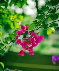 Bougainvillea Branch Diamond Painting