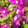 Bougainvillea Plant Diamond Painting