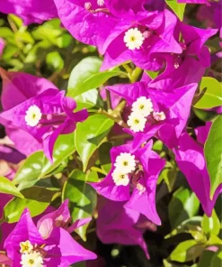Bougainvillea Plant Diamond Painting