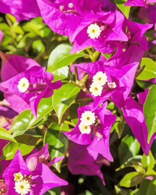 Bougainvillea Plant Diamond Painting