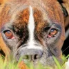 Boxer Dog Face Diamond Painting