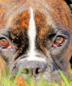 Boxer Dog Face Diamond Painting