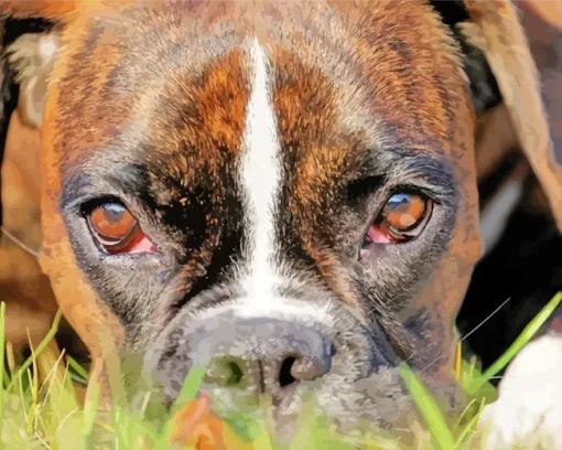 Boxer Dog Face Diamond Painting