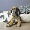 Brindle Dane Puppy Diamond Painting