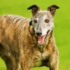 Brindle Dog Diamond Painting