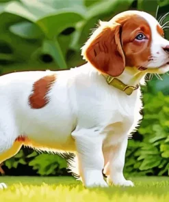 Brittany Spaniel Puppy Dog Diamond Painting