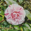 Camellia Flower Diamond Painting