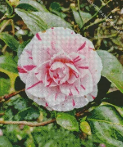 Camellia Flower Diamond Painting
