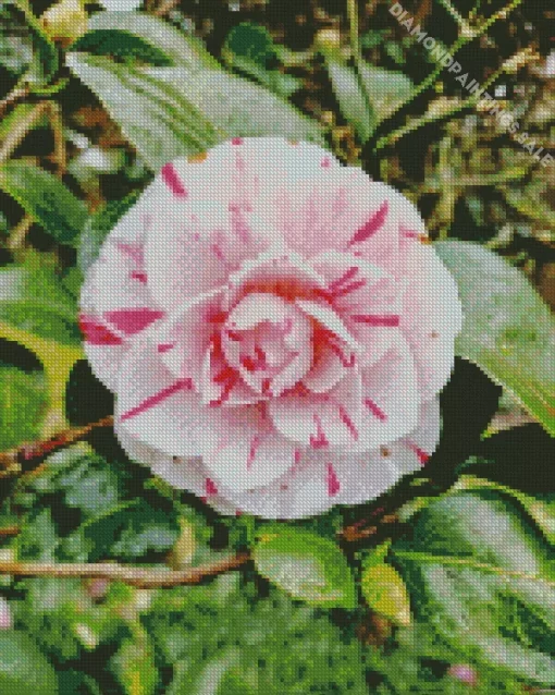 Camellia Flower Diamond Painting