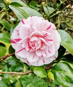 Camellia Flower Diamond Painting