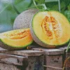 Cantaloupe Melon Diamond Painting