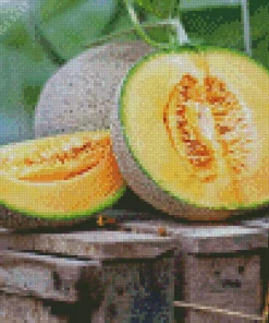 Cantaloupe Melon Diamond Painting