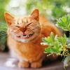 Cat Smiling Diamond Painting