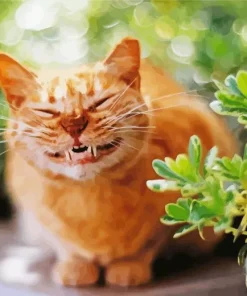 Cat Smiling Diamond Painting