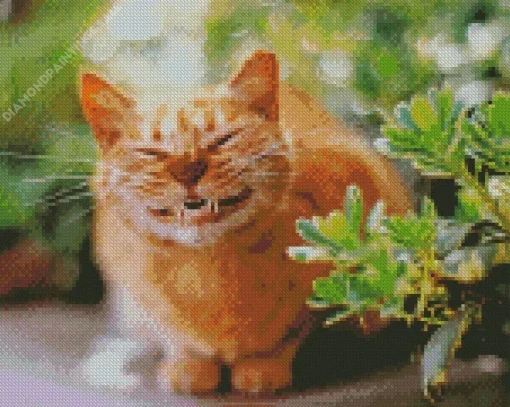 Cat Smiling Diamond Painting