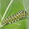 Caterpillar Insect Diamond Painting