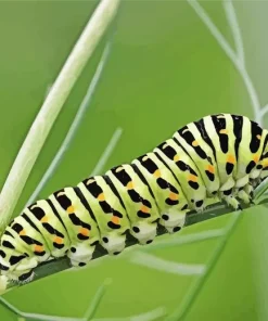 Caterpillar Insect Diamond Painting