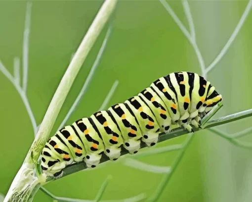 Caterpillar Insect Diamond Painting