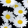 Common Daisy Flowers Diamond Painting