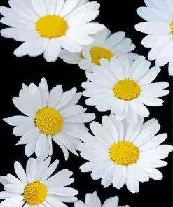 Common Daisy Flowers Diamond Painting