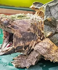 Common Snapping Turtle Diamond Painting
