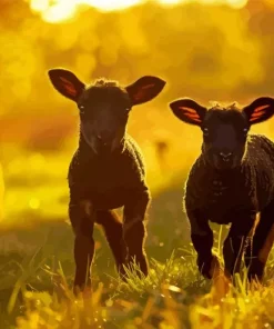 Cute Black Sheeps Diamond Painting