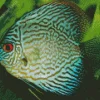 Discus Fish Art Diamond Painting