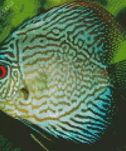Discus Fish Art Diamond Painting