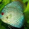 Discus Fish Art Diamond Painting