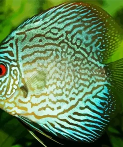 Discus Fish Art Diamond Painting
