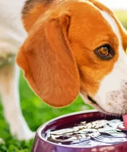 Dog Drinking Water Diamond Painting