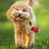 Dog Holding A Rose Diamond Painting