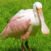 Flat Billed Bird Diamond Painting