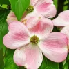 Flowering Dogwood Diamond Painting
