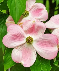 Flowering Dogwood Diamond Painting