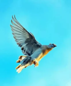 Flying Pigeon Diamond Painting