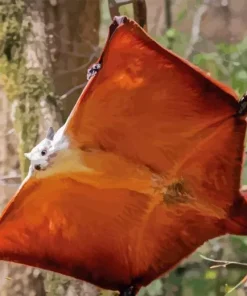 Flying Squirrel Diamond Painting