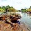 Frog On A Rock Diamond Painting