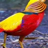 Golden Pheasant Diamond Painting