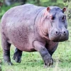 Gray Hippopotamus Diamond Painting