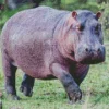 Gray Hippopotamus Diamond Painting