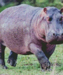 Gray Hippopotamus Diamond Painting